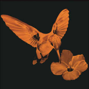 Copper coloured hummingbird hovering near a hibiscus flower on a black background.