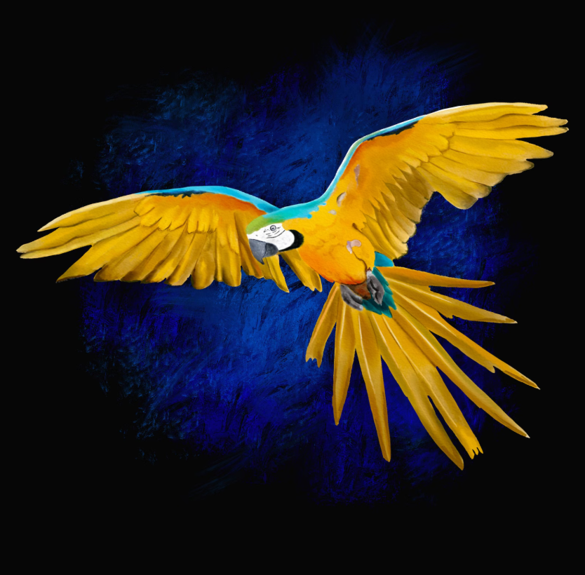 Bright yellow and blue macaw in flight against a bold, textured deep blue background.