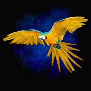 A vibrant artwork of a yellow and blue macaw in mid-flight, set against a textured deep blue background.